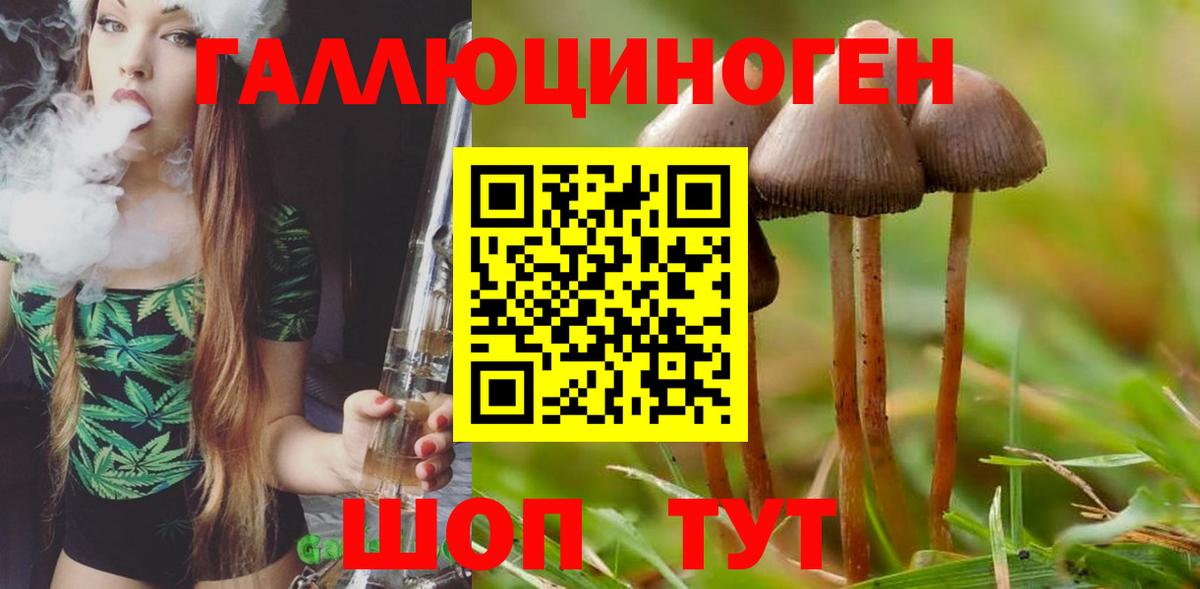 Галлюциногенные грибы Psilocybe Уссурийск